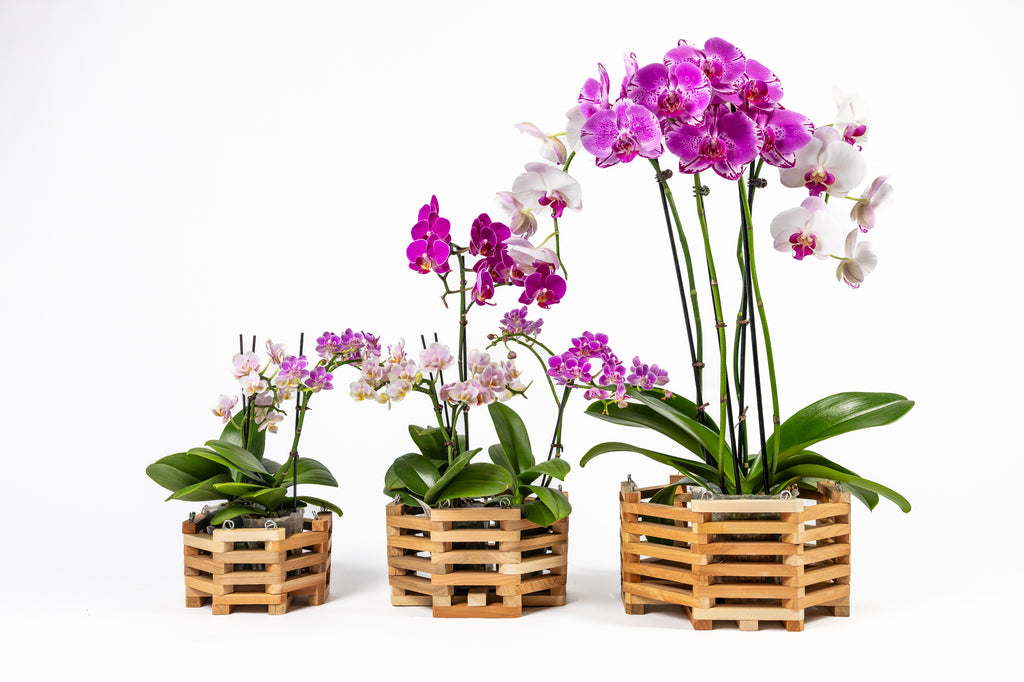 Aromatic Cedar Orchid Display Basket Set RCP3C