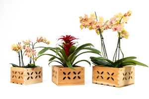 Aromatic Cedar Orchid Display Box Set with Floral Cutouts RCP3F