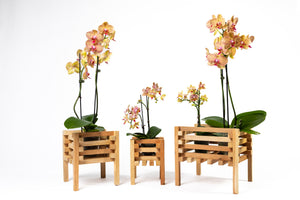 Aromatic Cedar Elevated Orchid Display Stand Set RCP3L