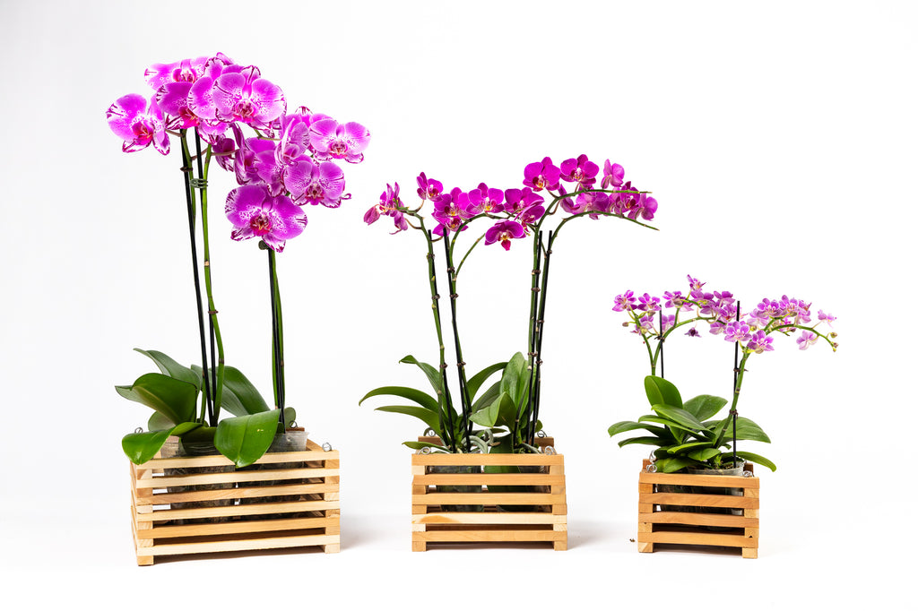 Aromatic Cedar Botanical Display Tray Set RCP3S