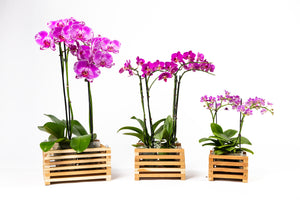 Aromatic Cedar Botanical Display Tray Set RCP3S