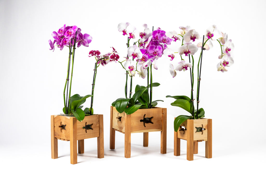 Aromatic Cedar Orchid Display Planter Set with Turtle Cutouts RCP3TL