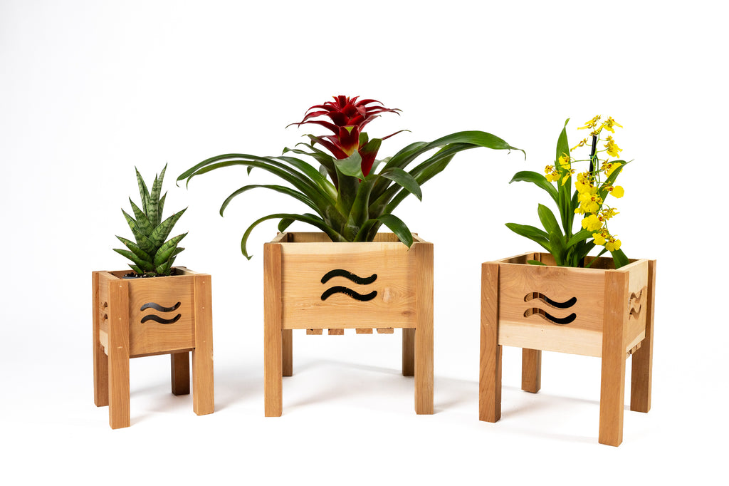 Aromatic Cedar Botanical Display Planter Set with Wave Cutouts RCP3WL