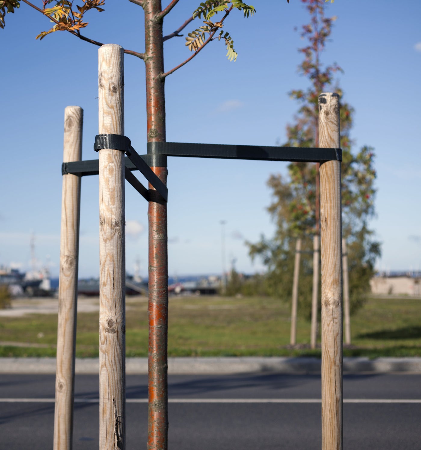 Lodge Pole Tree Stake 6 ft RC80NR612U-BULK | Greenes Fence – Greenes ...